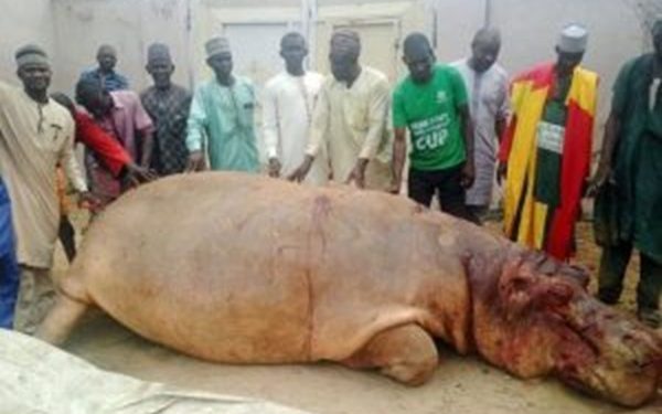 Hippo-600x375